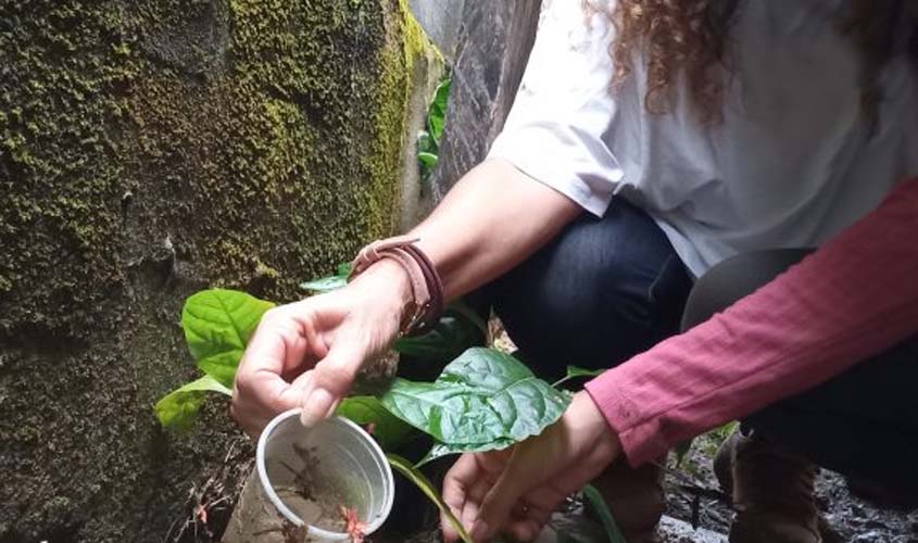 Hábito de higiene doméstico continua sendo fundamental para eliminar os criadouros do Aedes aegypti