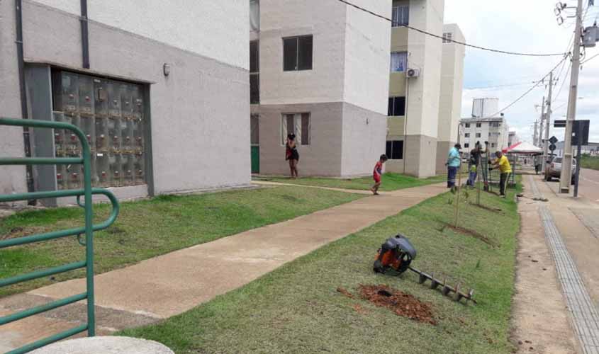 Prefeitura realiza plantio de árvores no conjunto habitacional Morar Melhor