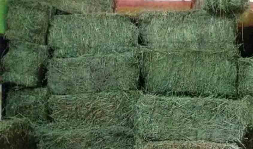 Governo Bolsonaro gastou R$ 1 mi em alfafa, R$ 2 mi com chiclete e R$ 6,6 mi com bombom