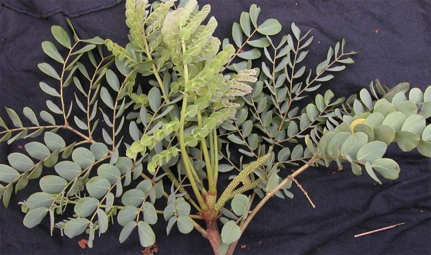 Estudo encontra dez novas espécies de leguminosas