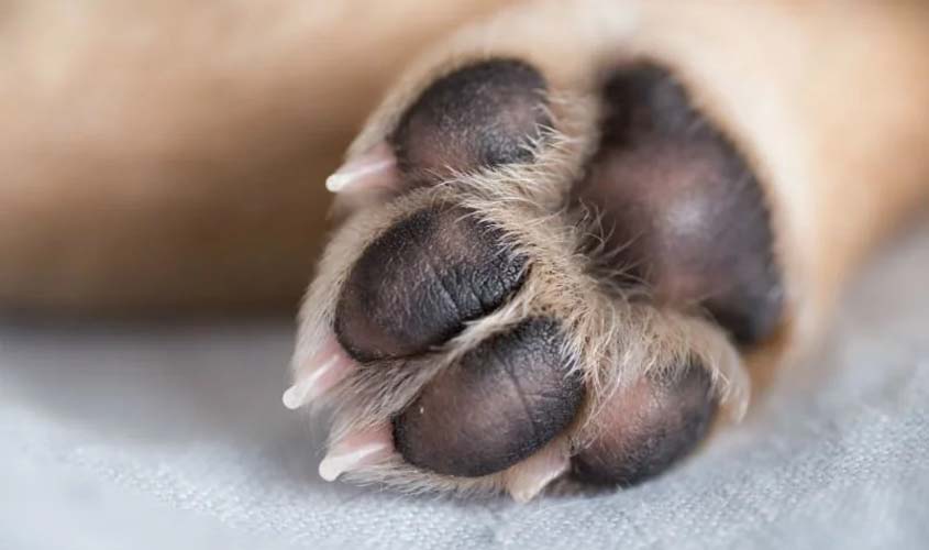 O pet morreu: o que fazer com o corpo do animal?