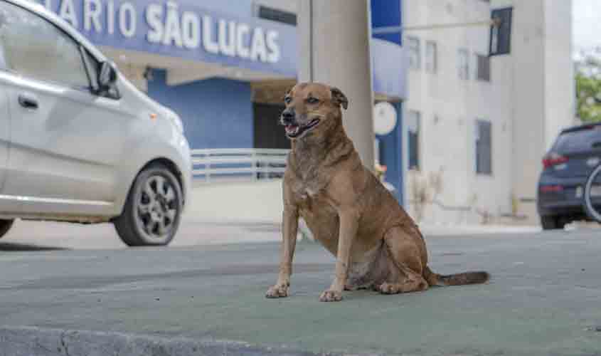 Salário do prefeito Hildon Chaves é destinado para a causa animal