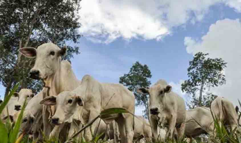 Após queda no preço, arroba do boi gordo custa R$ 312,10, nesta quarta-feira (26)