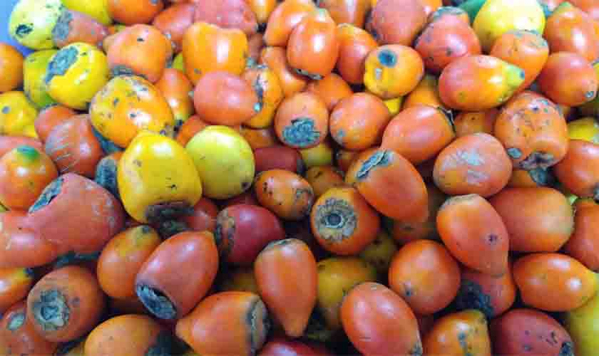 Pesquisa da UNIR desenvolve farinha de pupunha para produção de alimentos