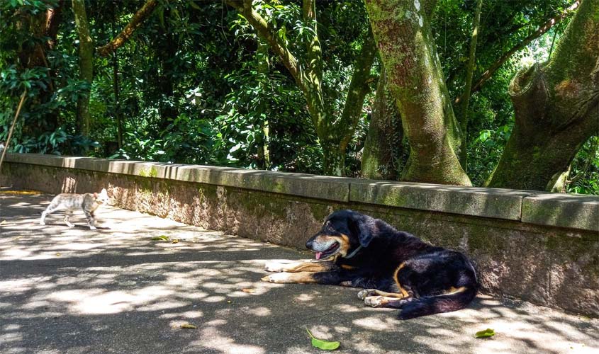 Cães e gatos também são considerados espécies invasoras no Brasil