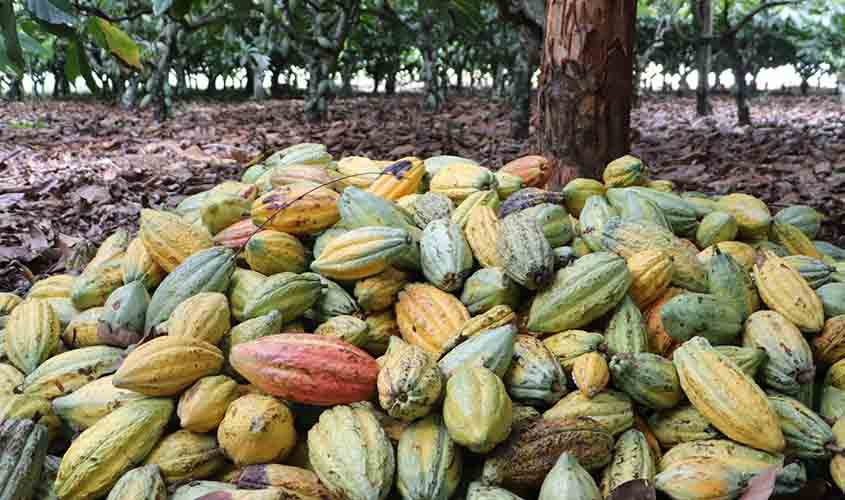 Cacau de Rondônia: ações do Governo de RO impulsionam o crescimento do estado no setor