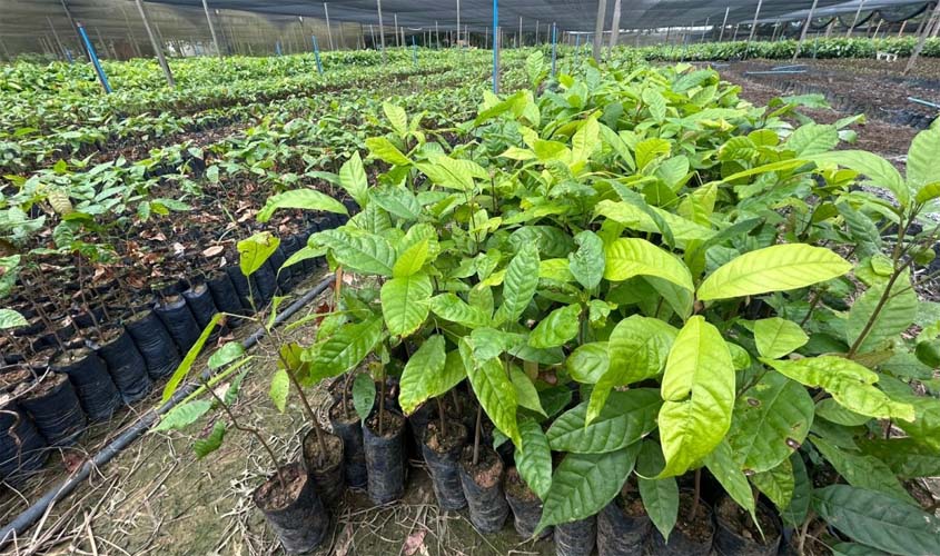 Porto Velho amplia produção de cacau com tecnologia