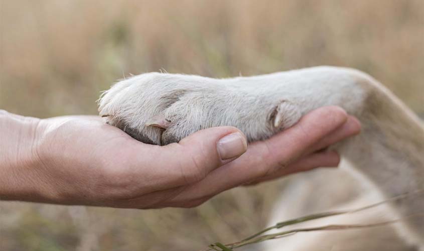 MFA lançou Programa de Litigância Estratégica no Brasil