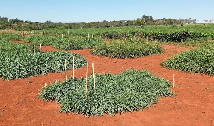 Recuperação de pastagens degradadas amplia produtividade por hectare na pecuária