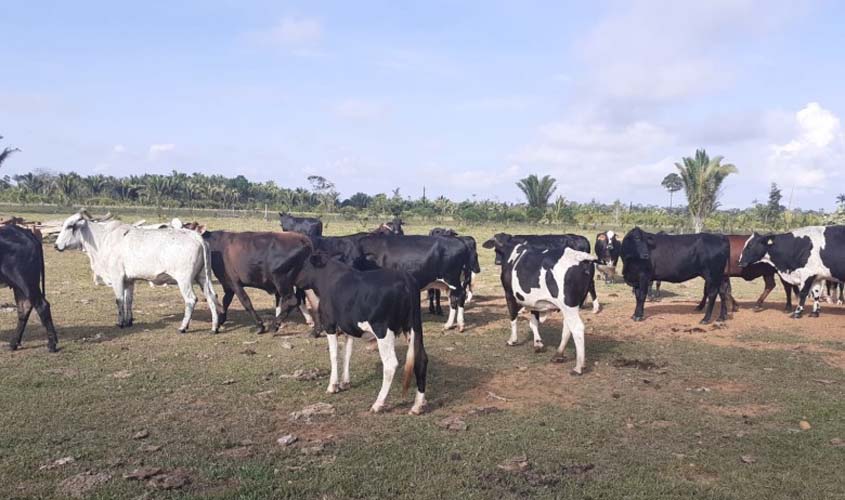 Produção agropecuária cresce em Porto Velho, sem descuidar do meio ambiente