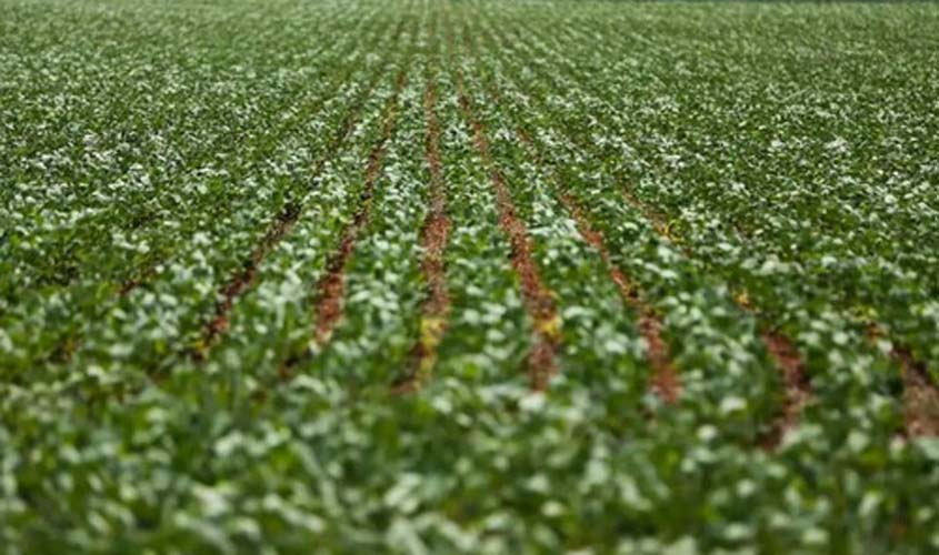 Soja sustenta alta com o preço do dólar