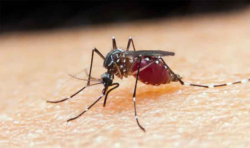 Falta de diagnóstico é obstáculo para eliminação da malária no Brasil