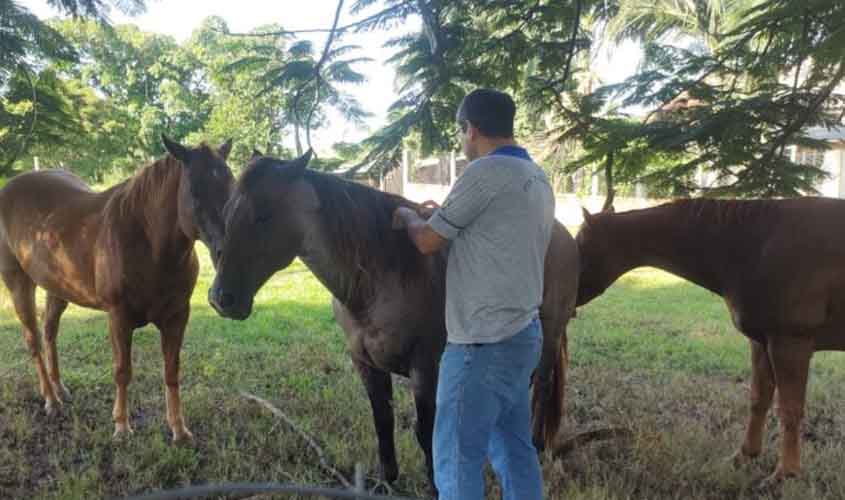 Medidas de controle e prevenção da raiva animal são reforçadas após confirmação de foco