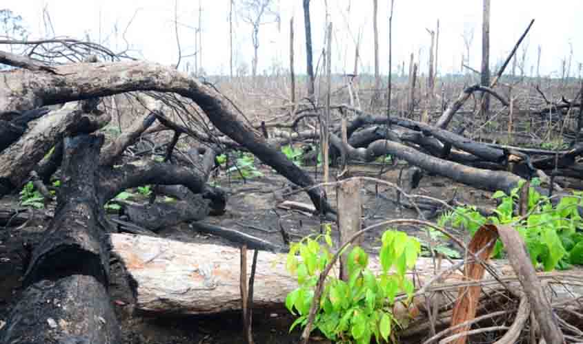 Rondônia tem baixa transparência de dados sobre desmatamento e 97,9% de ilegalidade