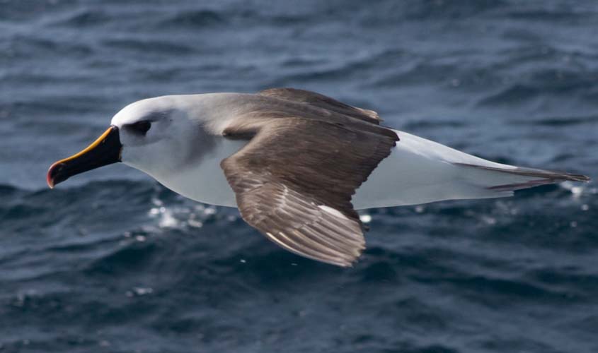 Gripe Aviária: Infomes