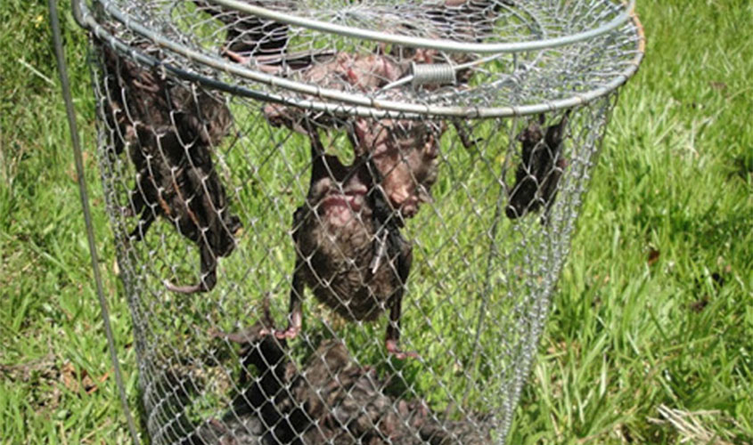 Contato com morcegos e animais doentes ou mortos pode transmitir a raiva, alerta a Idaron