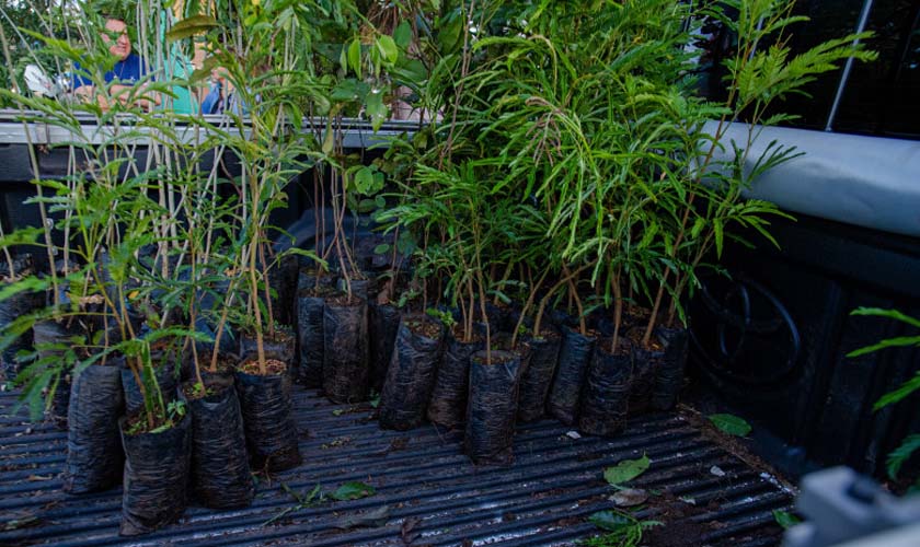 Prefeitura distribui 2 mil mudas nos distritos de Porto Velho