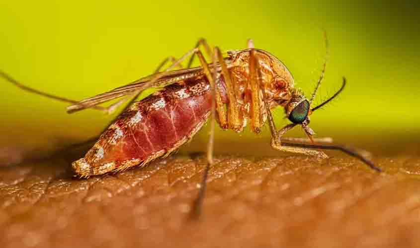 Ministério da Saúde confirma duas mortes por febre oropouche