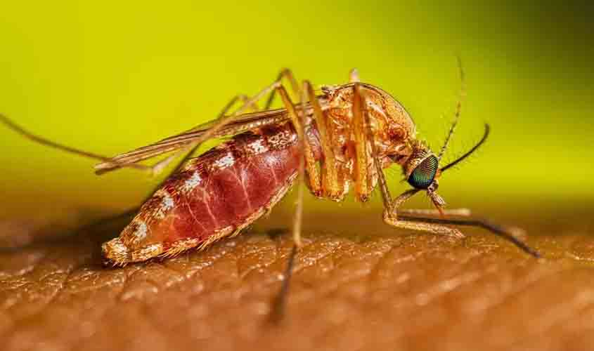 Ministério da Saúde confirma dois óbitos por oropouche no país