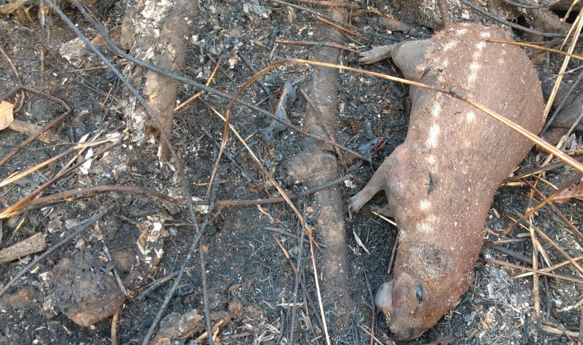 Ações coordenadas evitam que incêndios atinjam reservas florestais