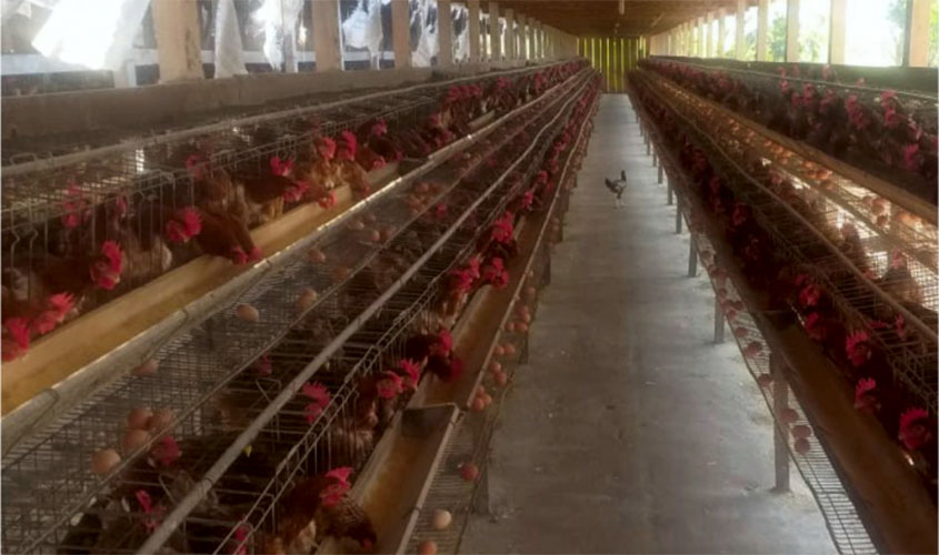 Avicultor é contemplado a fornecer ovos para kit emergencial de alimentos nas escolas estaduais