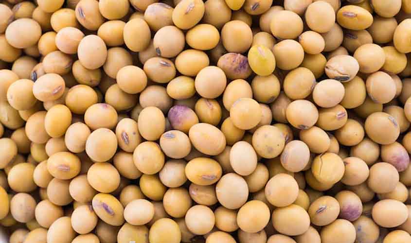 Soja e trigo: confira as projeções de preço para terça-feira (26)