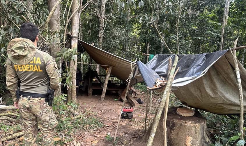 PF combate extração ilegal de madeira em terra indígena