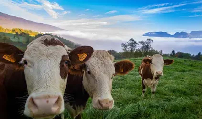 Boi gordo hoje: cotações para quarta (26)