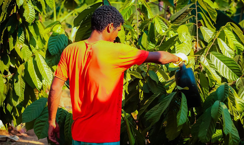 Ceplac ensina técnicas de enxertia de cacaueiros a reeducandos e produtores de Porto Velho