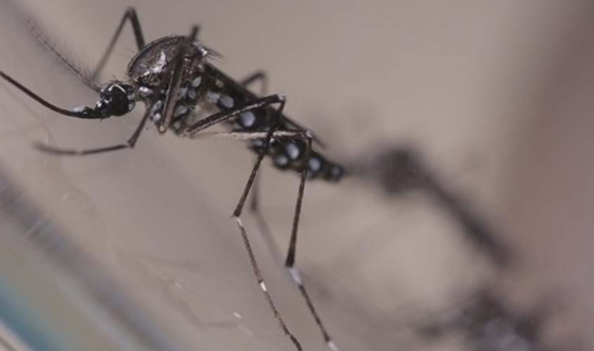 Brasil registra mais de 920 mil casos prováveis de dengue e 184 mortes em 2024