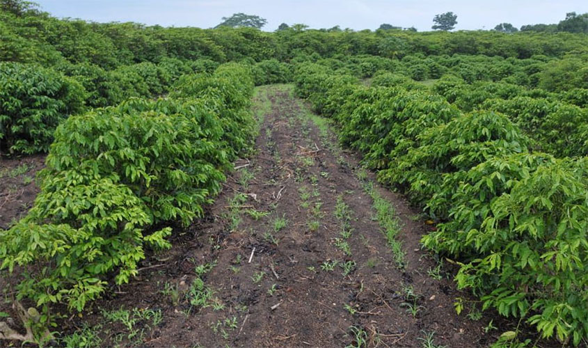 Safra do café para 2020 deve ultrapassar dois milhões de sacas em Rondônia