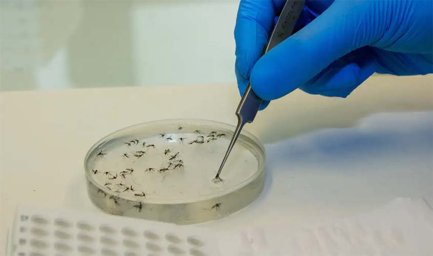 Casos de febre Oropouche crescem no país