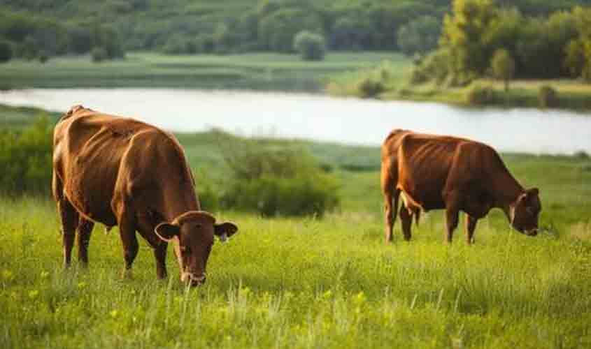 Boi gordo estável a R$ 312,95