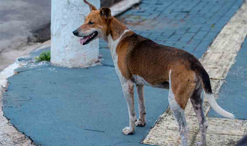 Prefeitura disponibiliza telefone para denúncia de maus tratos contra animais