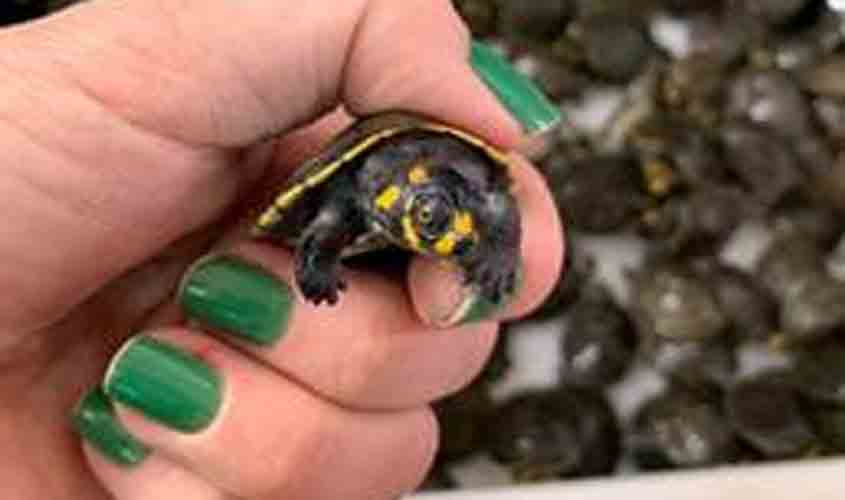 Claro e Instituto Claro promovem ação de voluntariado  para celebrar a soltura de 2,5 mil tracajás