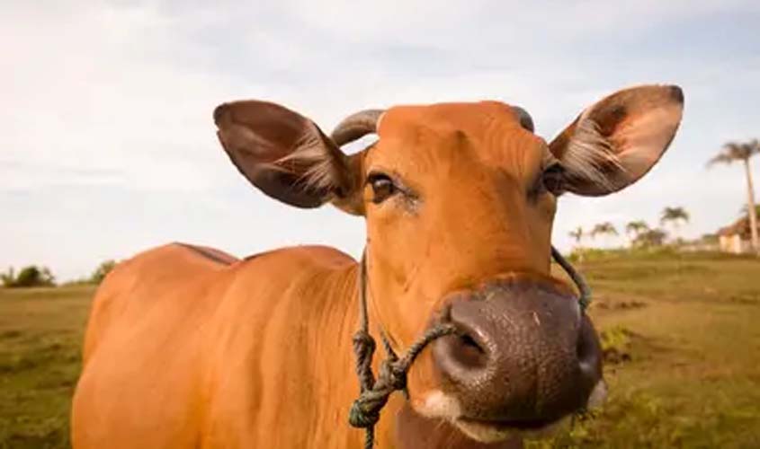 Boi gordo hoje: confira as cotações para esta sexta-feira (27)