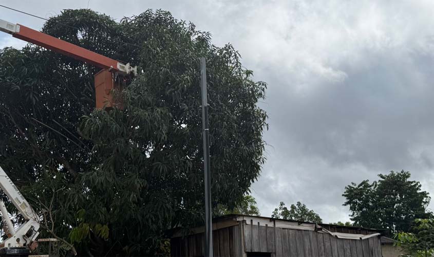 Poda preventiva é feita em residência na Zona Leste