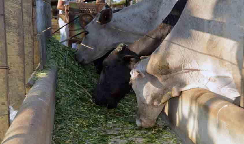 Rondônia é reconhecida internacionalmente como zona livre de aftosa sem vacinação; exportação de carne será ampliada