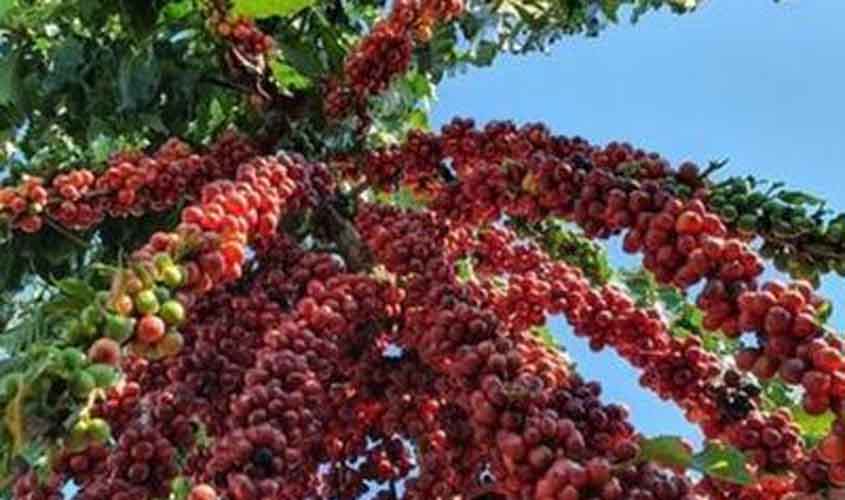 Saca do café arábica recua, nesta sexta-feira (27)