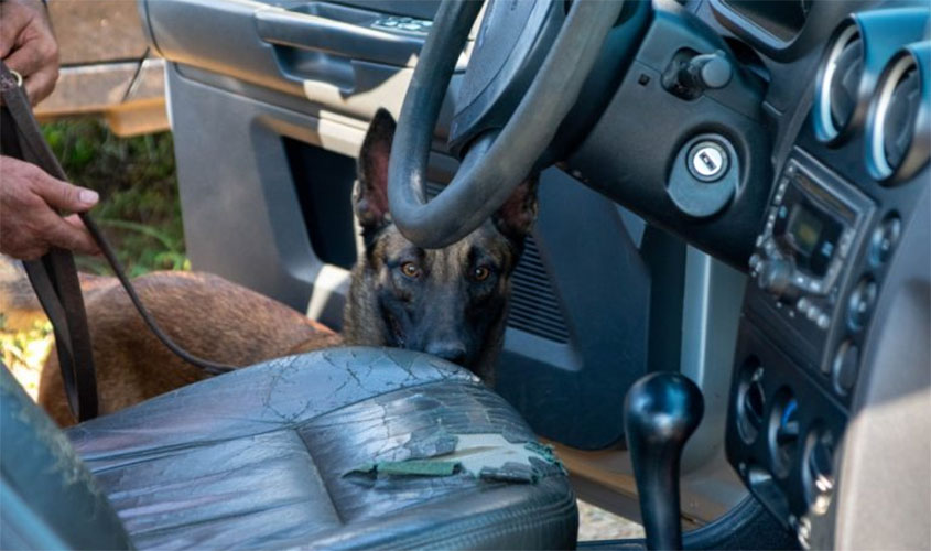 Segurança Pública de Rondônia investe em cães farejadores para combater o tráfico de drogas