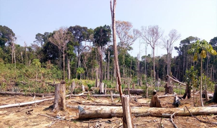 Corrupção, grilagem e violência: como o crime organizado desmata a Amazônia