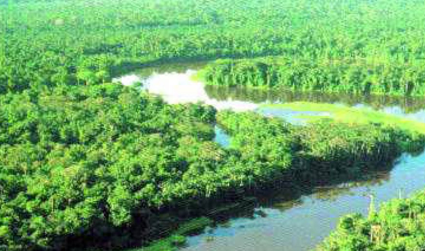 Eles querem manter o domínio sobre nossa floresta e nossas riquezas