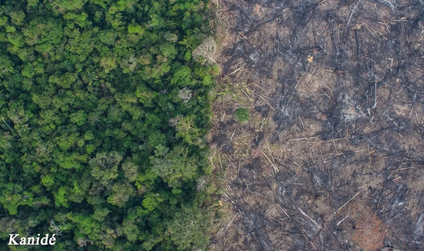  Kanidé flagra queimadas e invasões na floresta