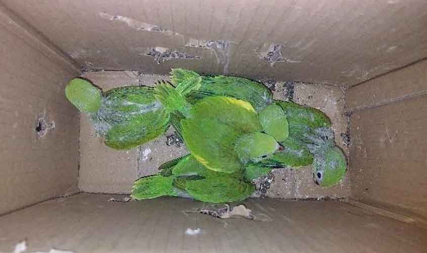 Homem é flagrado com filhotes de aves silvestres em prédio abandonado em Pimenta Bueno