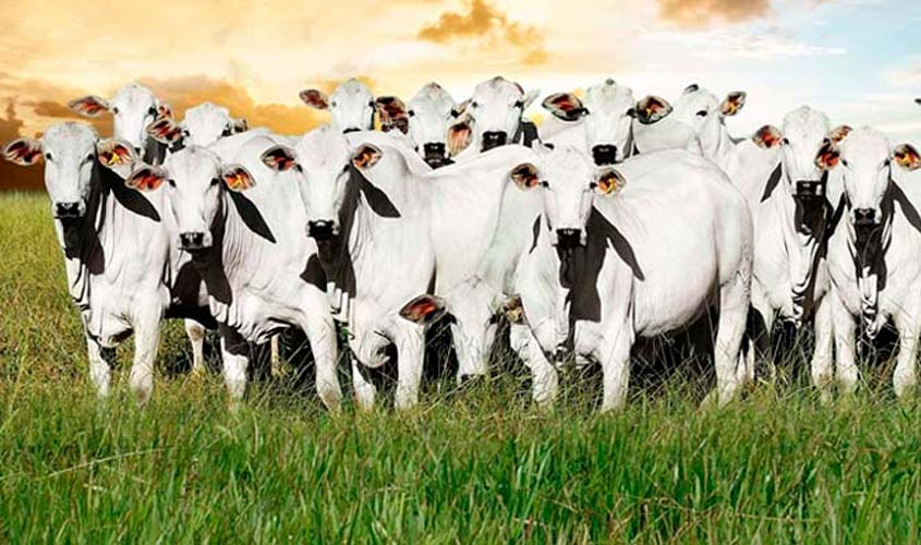 Justiça manda apreender 2.920 cabeças de gado para quitar dívida de um dos maiores pecuaristas de Rondônia