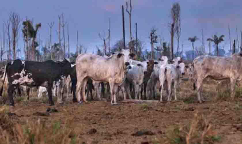 Pastagem ocupa 75% da área desmatada ilegalmente em terras públicas na Amazônia