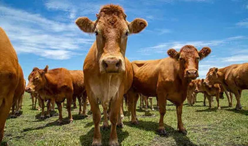 Preço do boi, frango e suíno hoje (27)