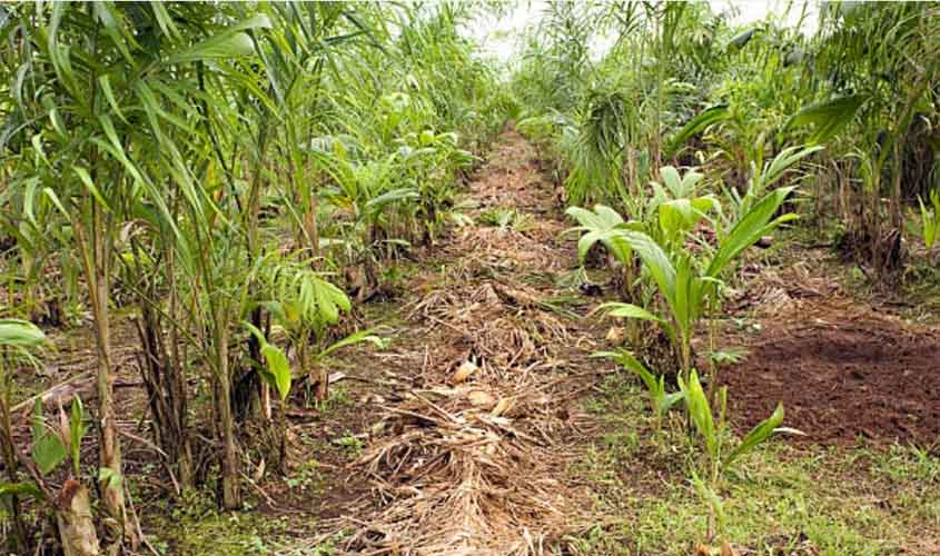 Indústria agrícola obtém redução de condenação por trabalho degradante na Amazônia