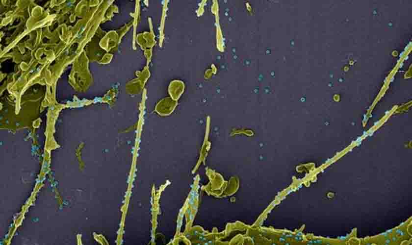 Brasil se prepara para combater nova mutação do vírus