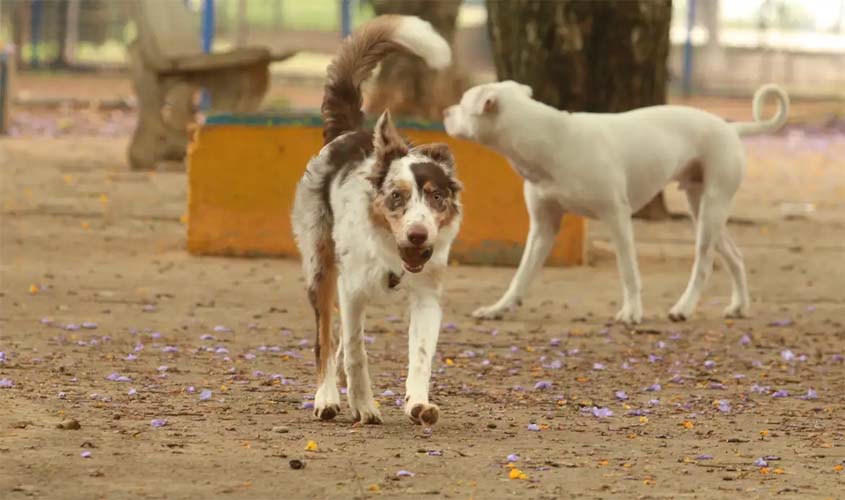 Brasil tem cerca de 30 milhões de animais abandonados